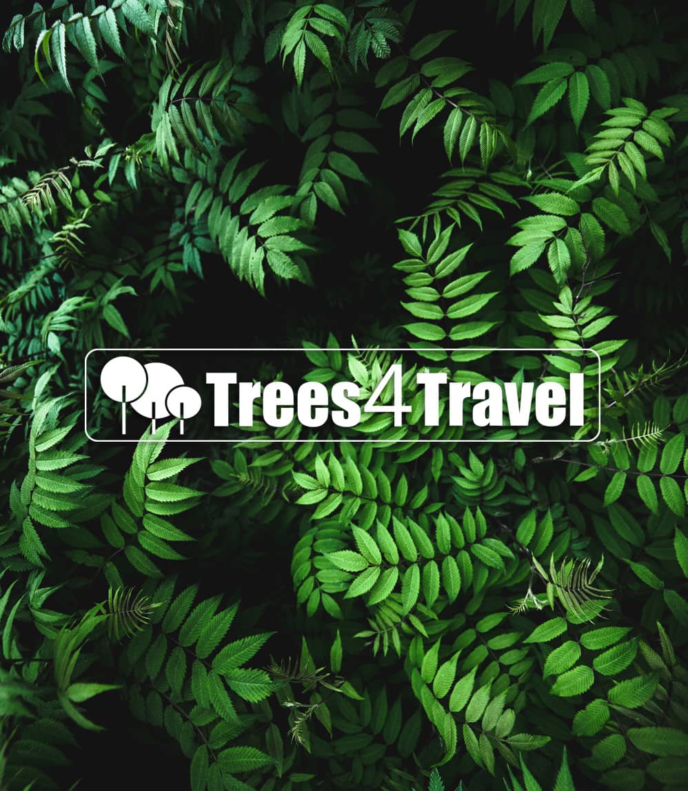 travelsustainably-trees4travel Trees4Travel logo in white colour overlay onto close up image of green fern plant